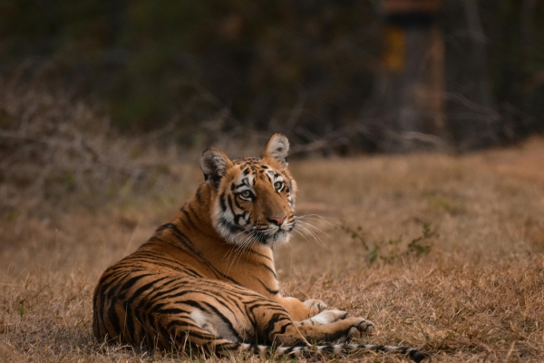 Exotic Jungle Safaris
